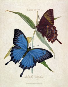 Schmetterling: Papilo Ulysses, veröffentlicht vom Künstler, 1800